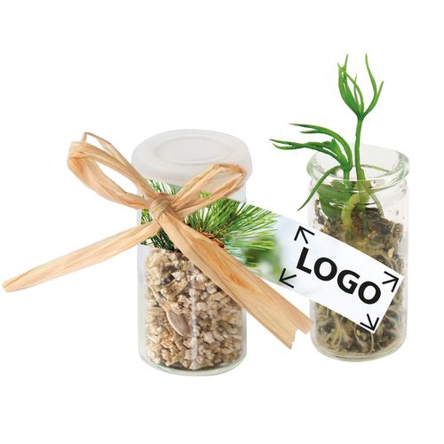 Mini Glasshouse Christmas Tree