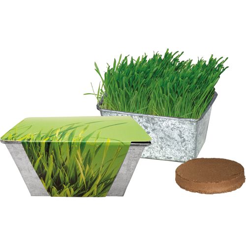 Zinc Box Cat Grass