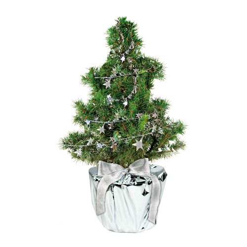 Silver Star Tree 20-30 cm
