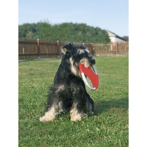Dog frisbee