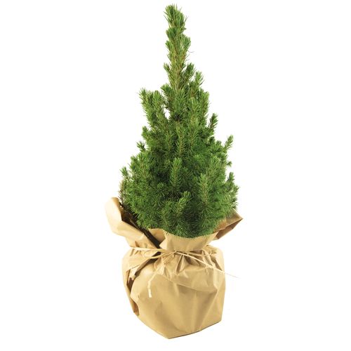 Christmas Tree Purely Natural 35-45 cm