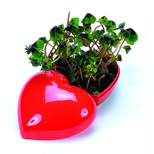 Cœur Trèfle à 4 feuilles