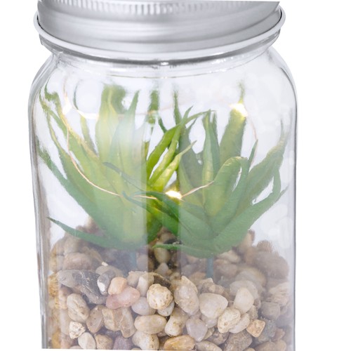 Decoratieve Plant Kyala