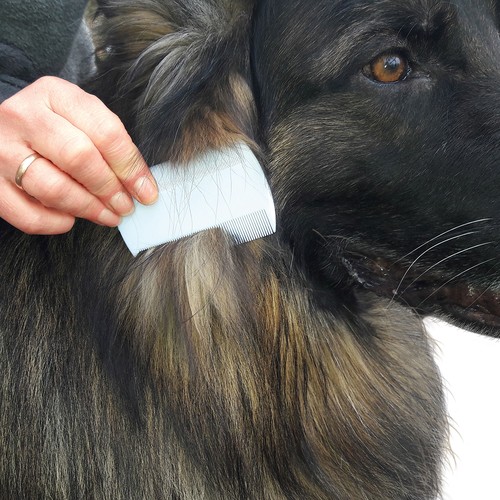 Peigne à poux et puces