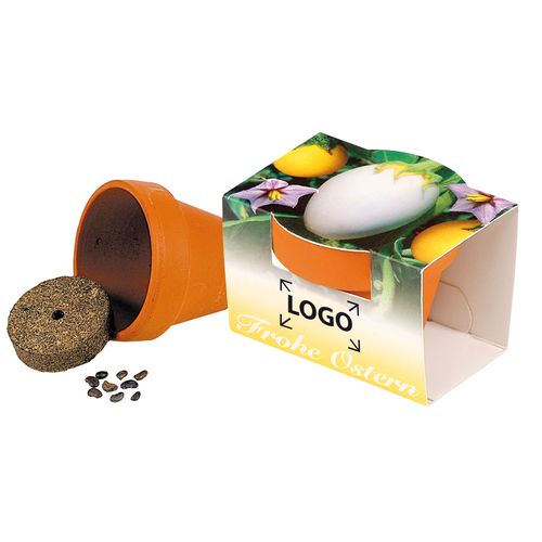 Terracotta Pot Eggplant