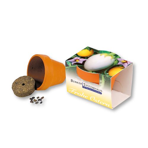 Terracotta Pot Eggplant