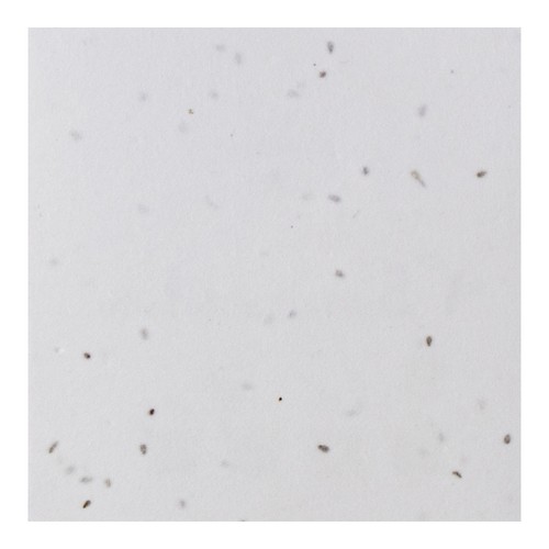 DESSOUS DE VERRE GERMINA 200GR 1 FACE