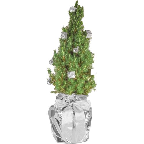 Silver Shine Tree 35-45 cm