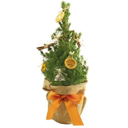 Winter Fragrance Tree 35-45 cm