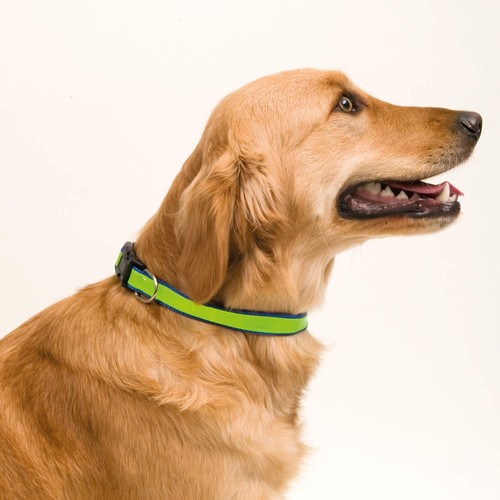 Pet Collar Muttley