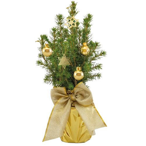 Golden Tree 20-30 cm