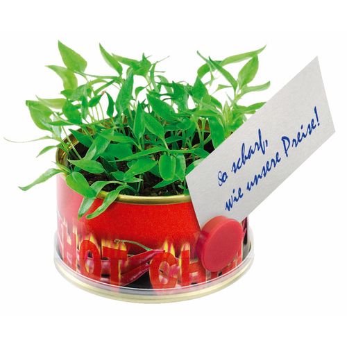 Miniature Garden Chilli with magnet