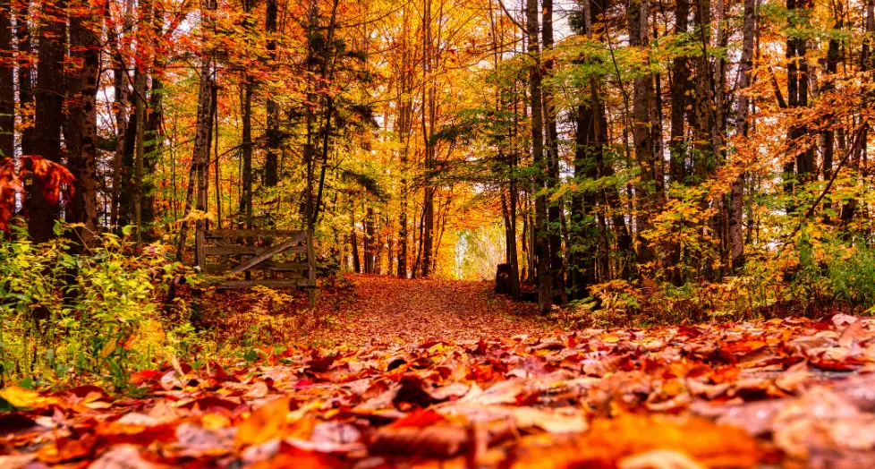 werbeartikel-fuer-den-herbst-waldweg-bunte-blaetter-laub